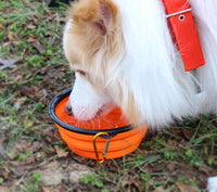 Collapsible Silicone Pet Bowl – Portable with Carabiner