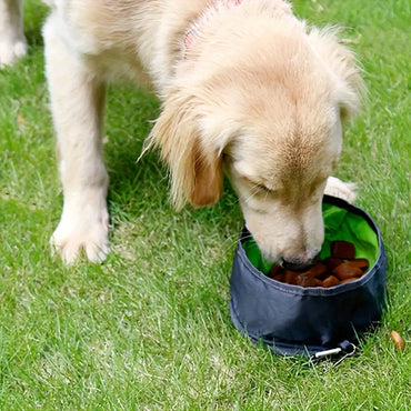 Portable Collapsible Pet Bowl – Food & Water